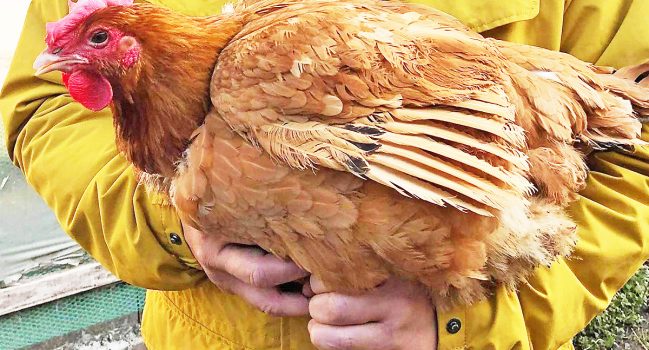 飛来幸鶏とは